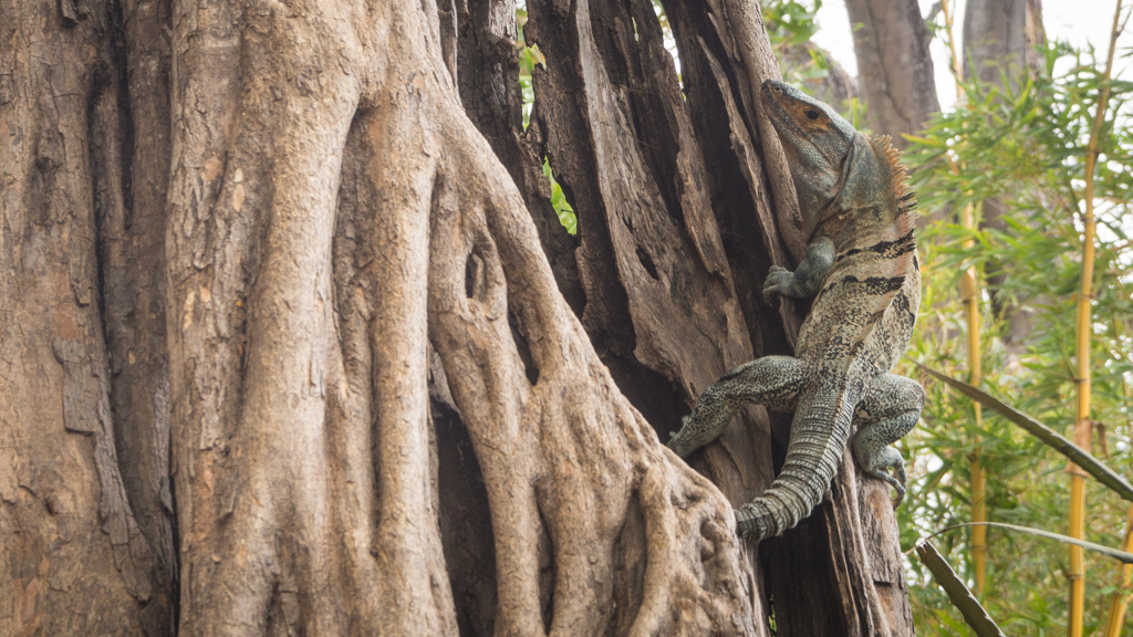 Animaux Costa Rica et Nicaragua   (13)