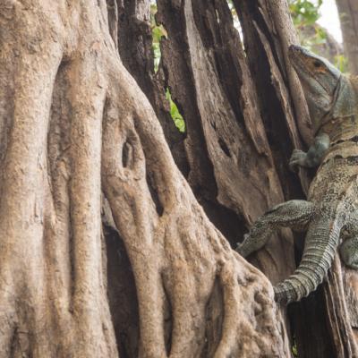 Animaux Costa Rica et Nicaragua   