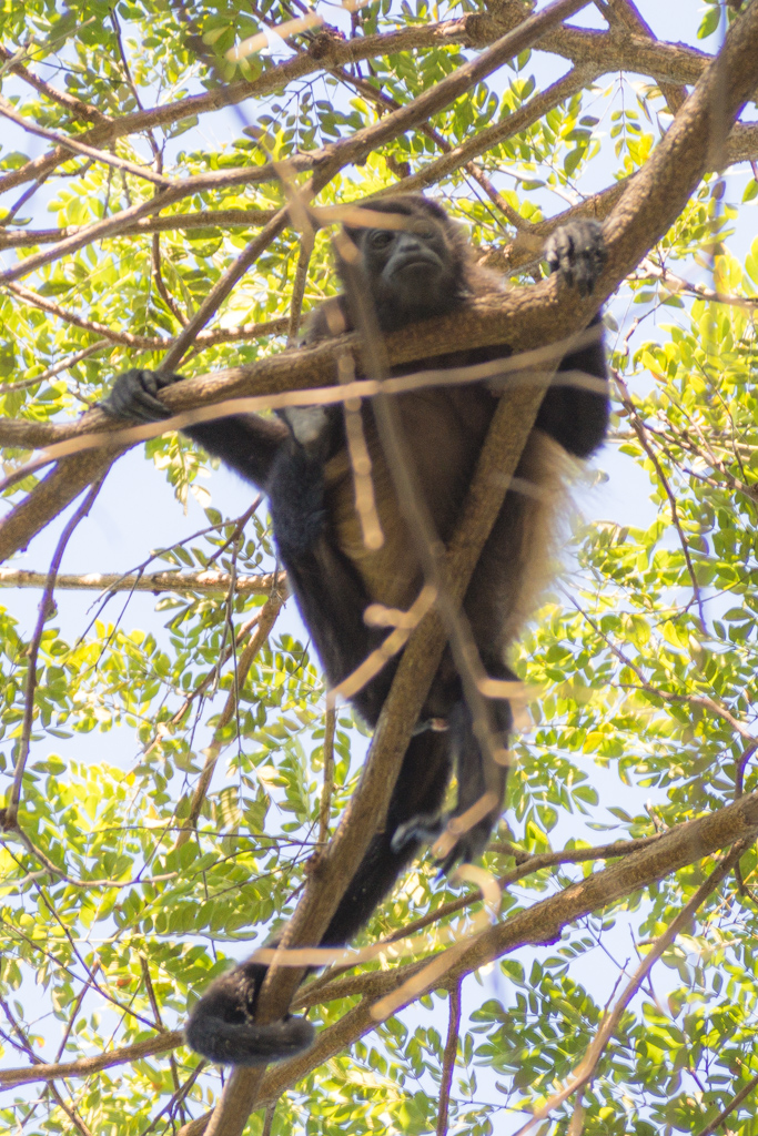 Animaux Costa Rica et Nicaragua   (16)