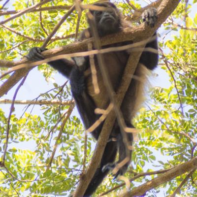 Animaux Costa Rica et Nicaragua   