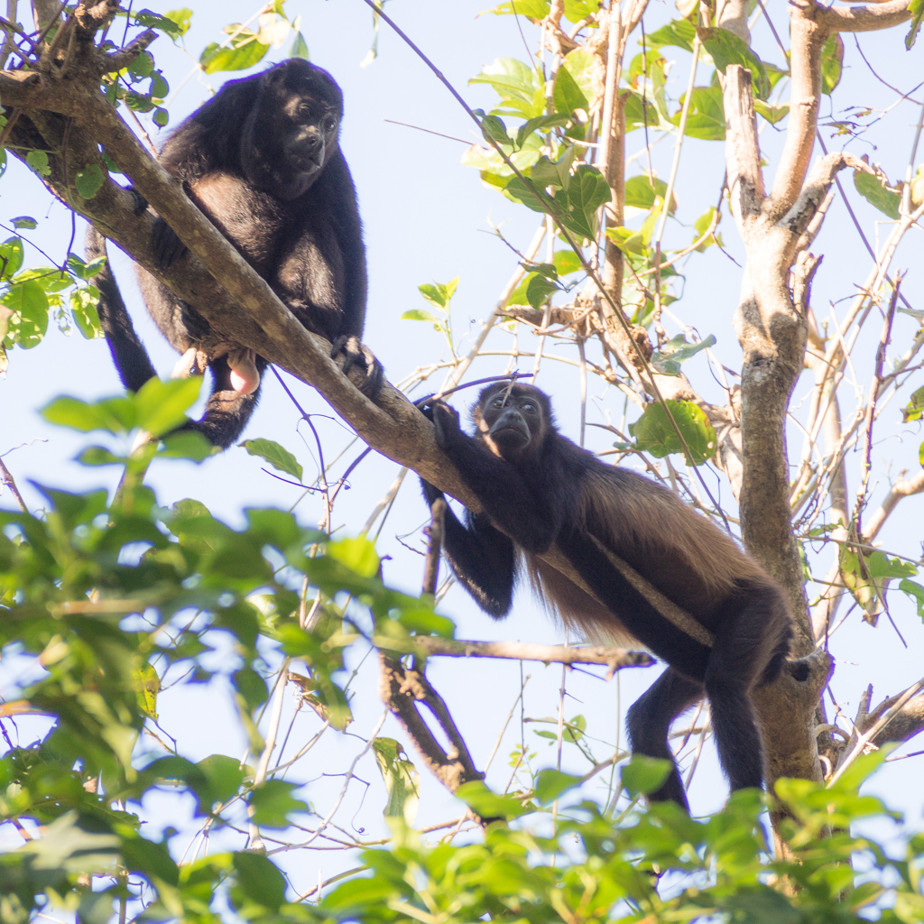 Animaux Costa Rica et Nicaragua   (18)