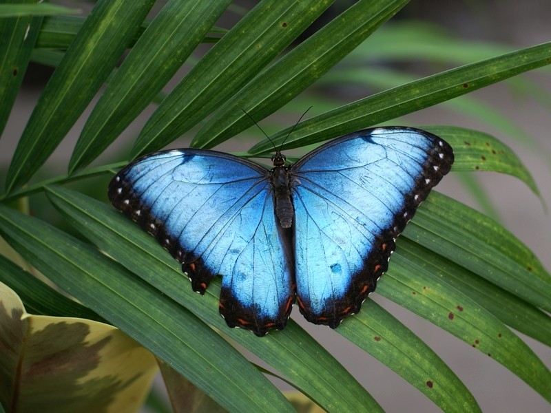 Animaux Costa Rica et Nicaragua   (2)