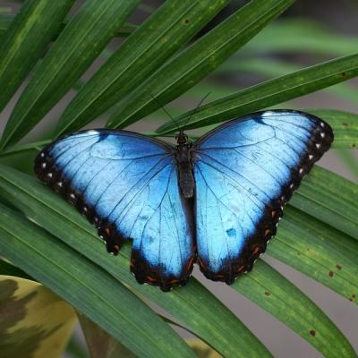 Animaux Costa Rica et Nicaragua  