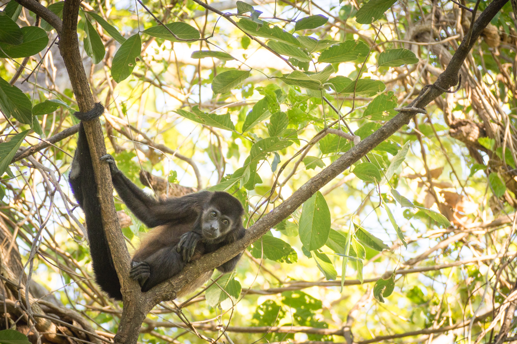 Animaux Costa Rica et Nicaragua   (21)