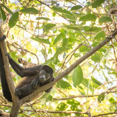 Animaux Costa Rica et Nicaragua   