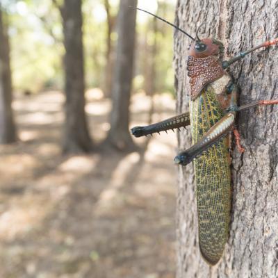 Animaux Costa Rica et Nicaragua   