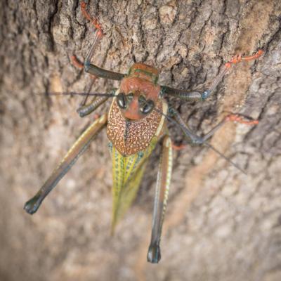 Animaux Costa Rica et Nicaragua   