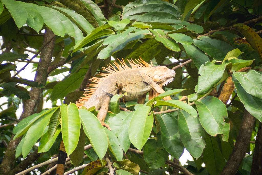 Animaux Costa Rica et Nicaragua   (3)