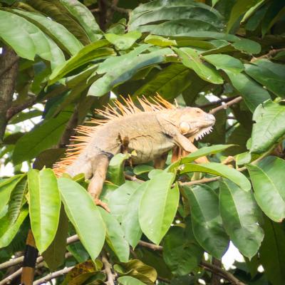 Animaux Costa Rica et Nicaragua  