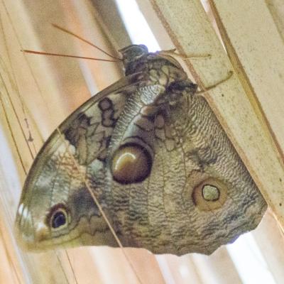 Animaux Costa Rica et Nicaragua   