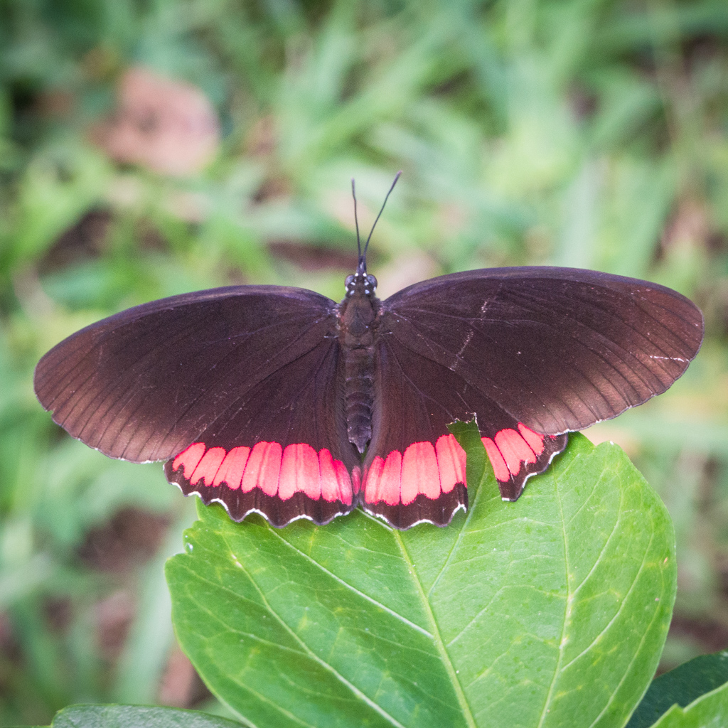 Animaux Costa Rica et Nicaragua   (35)