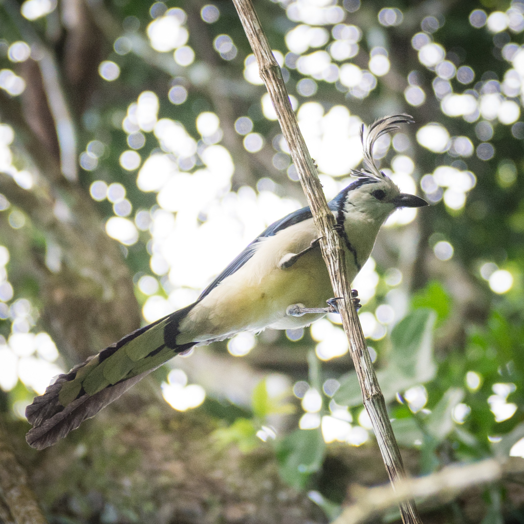 Animaux Costa Rica et Nicaragua   (39)