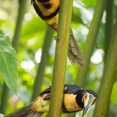 Animaux Costa Rica et Nicaragua   