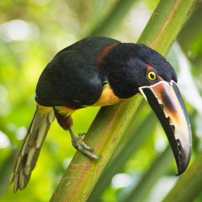Animaux Costa Rica et Nicaragua   