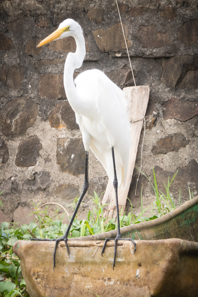 Animaux Costa Rica et Nicaragua   (5)