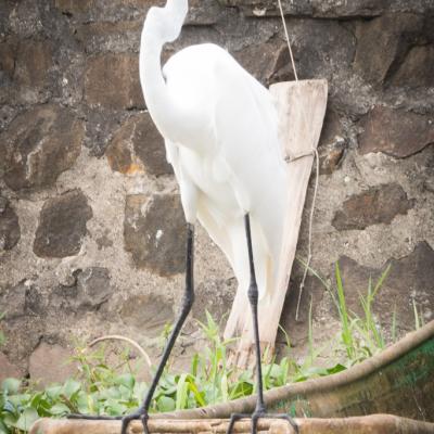 Animaux Costa Rica et Nicaragua   