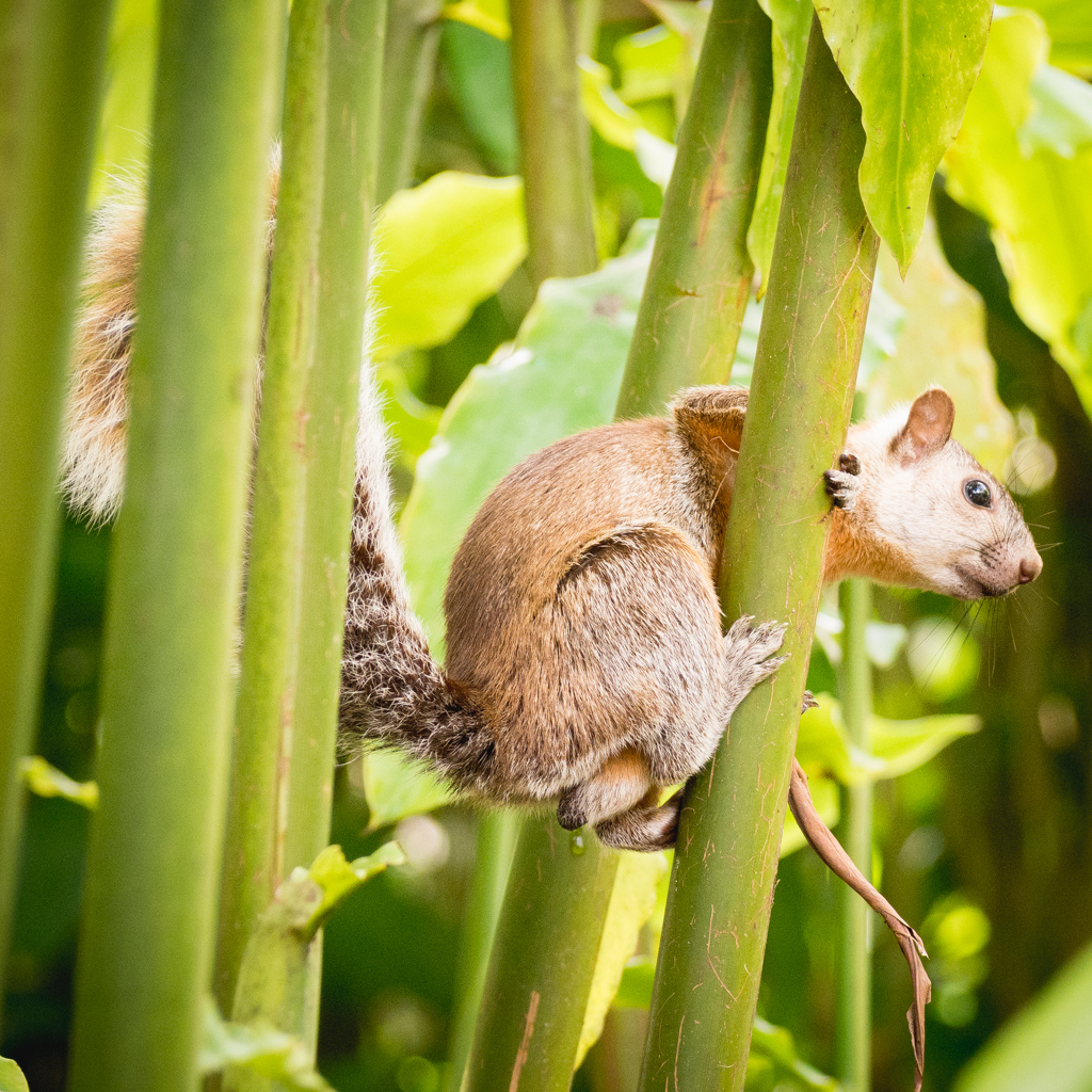 Animaux Costa Rica et Nicaragua   (60)