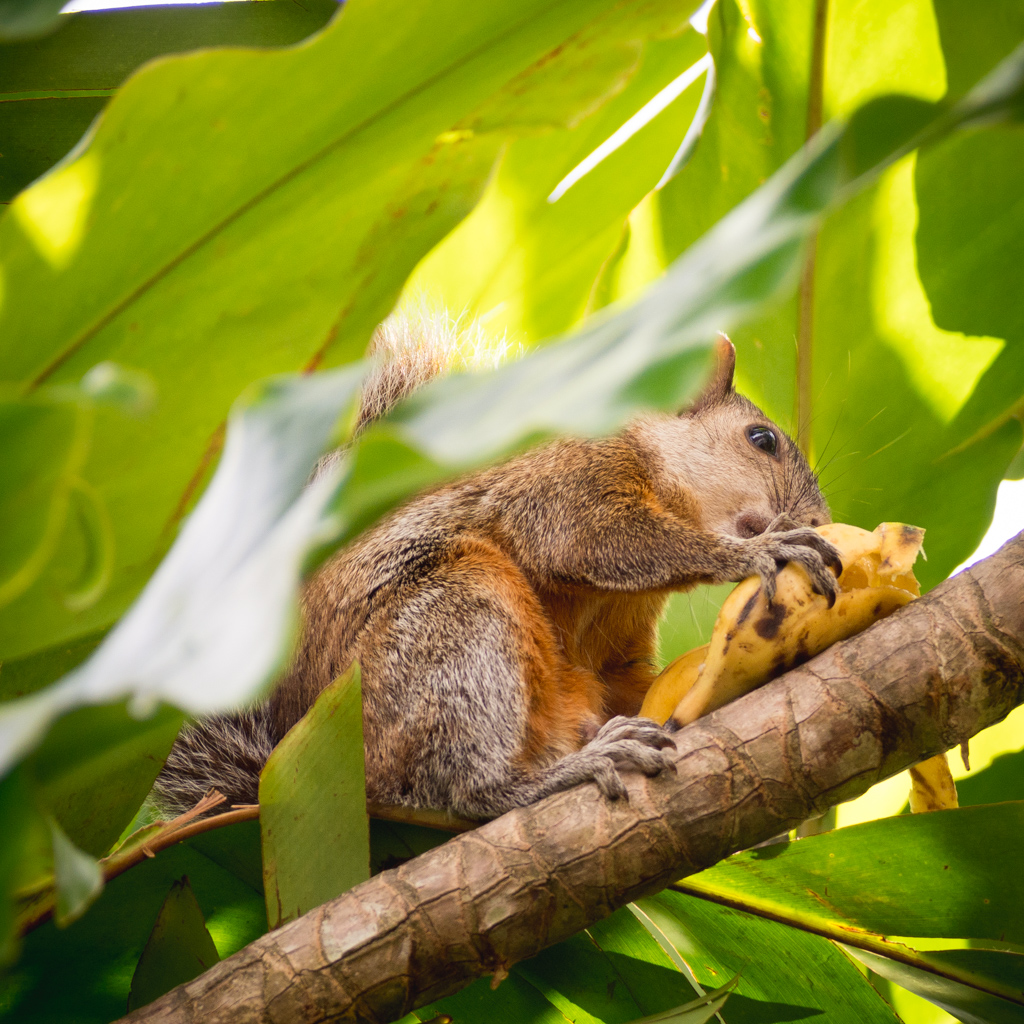 Animaux Costa Rica et Nicaragua   (62)