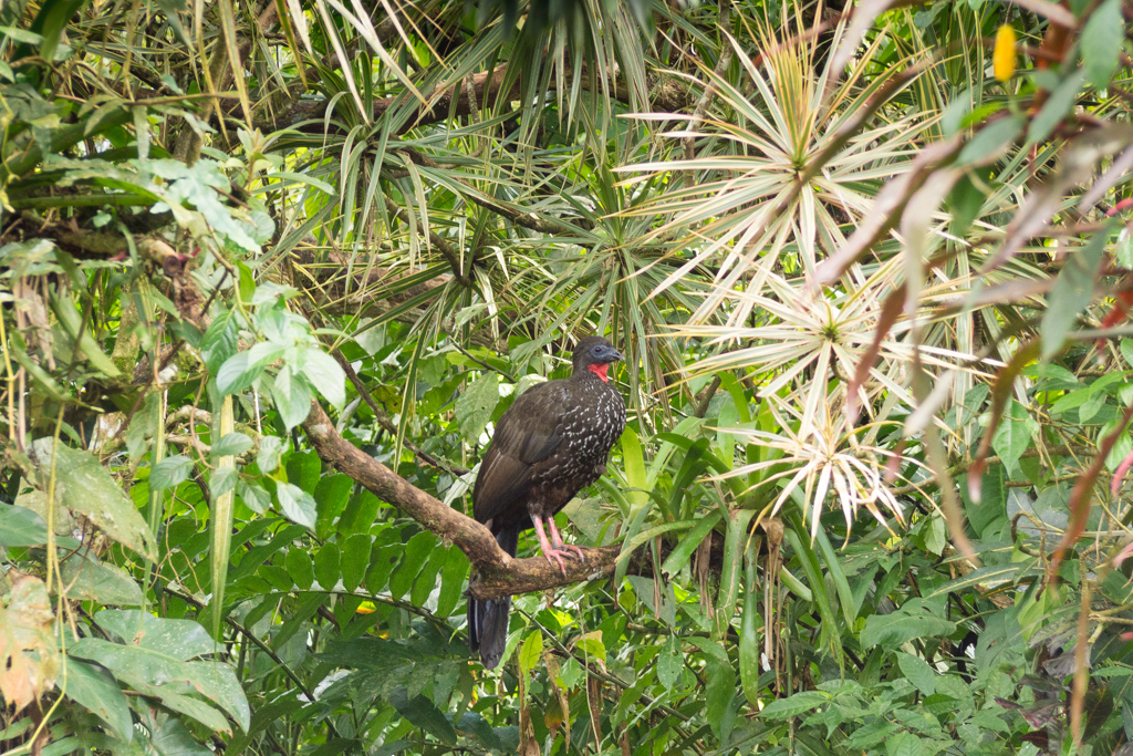 Animaux Costa Rica et Nicaragua   (67)