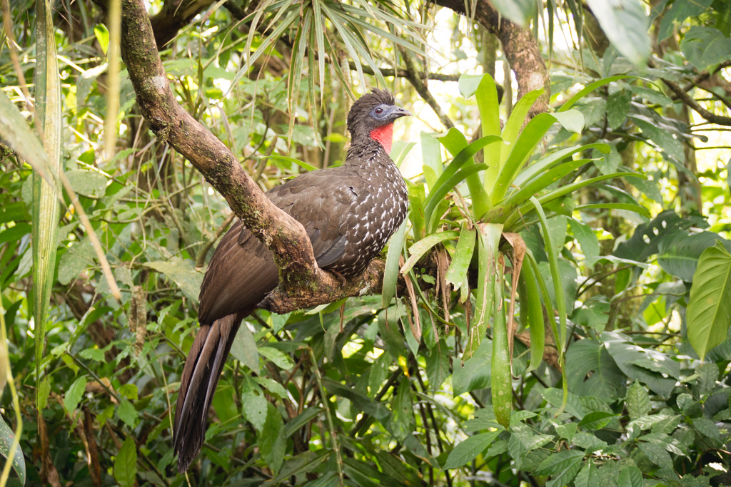 Animaux Costa Rica et Nicaragua   (70)