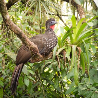 Animaux Costa Rica et Nicaragua   