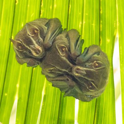 Animaux Costa Rica et Nicaragua   