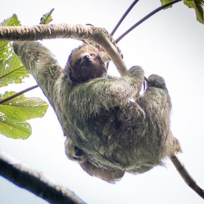 Animaux Costa Rica et Nicaragua