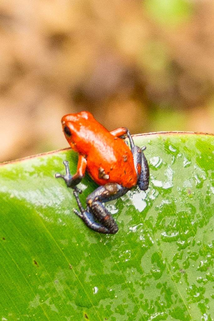 Animaux Costa Rica et Nicaragua   (83)