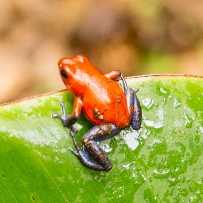 Animaux Costa Rica et Nicaragua   