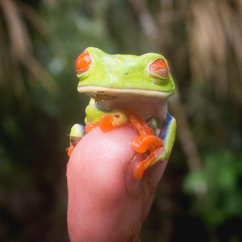 Animaux Costa Rica et Nicaragua   (88)