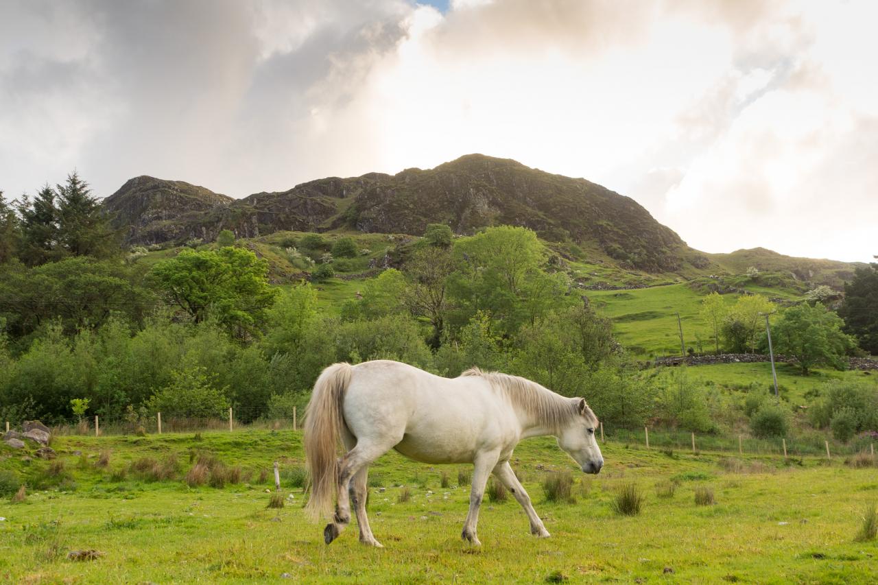 Best Irlande - Connemara -  mai 2017-3