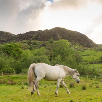 Portfolio Irlande - Trek sur la western way - Connemara