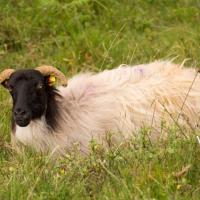 Irlande - Connemara