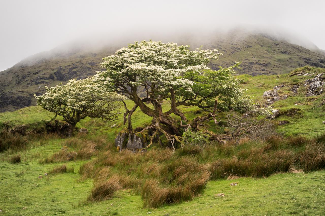 Best Irlande - Connemara -  mai 2017-7