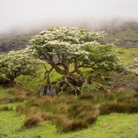 Irlande - Connemara