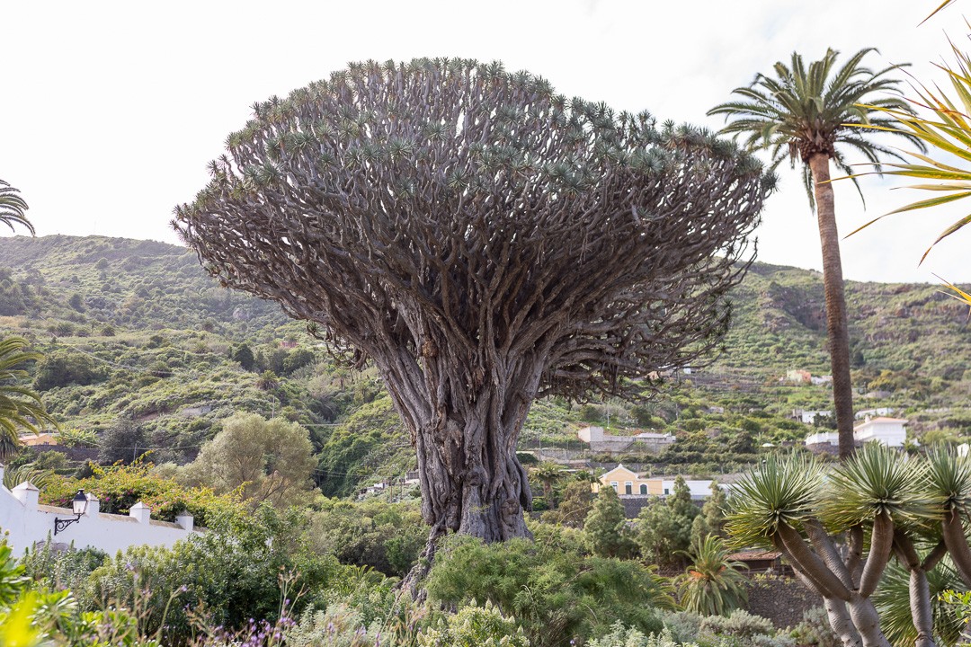 Canarias trek 20 sur 49 