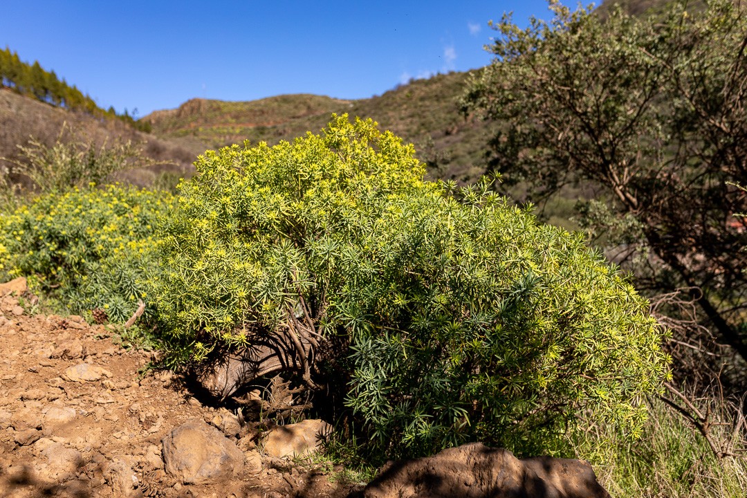 Canarias trek 3 sur 49 