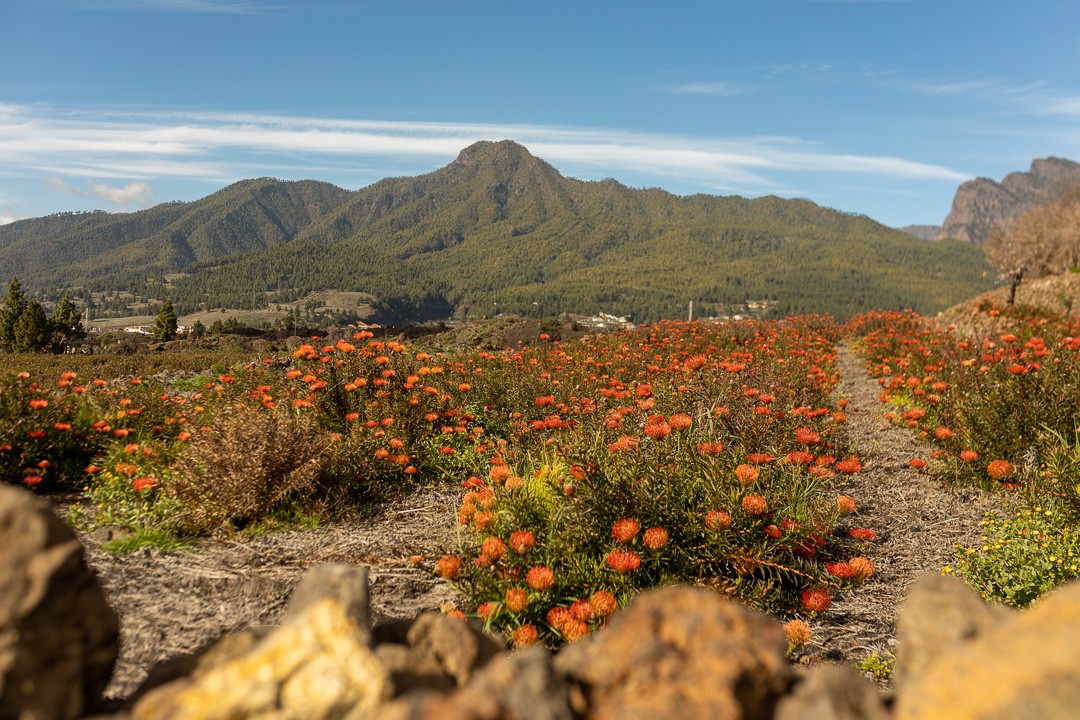 Canarias trek 37 sur 49 