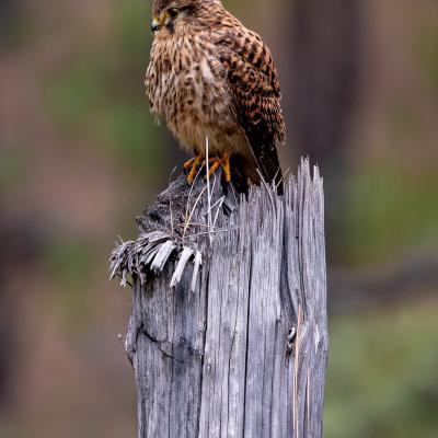 Traversé de l'archipel des îles Canaries