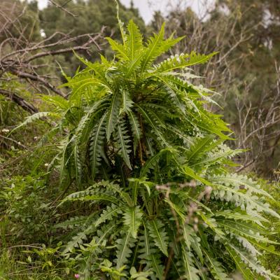 Traversé de l'archipel des îles Canaries 