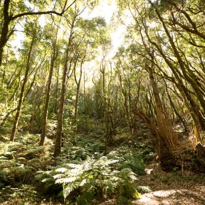 Île de la Gomera Canarias