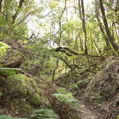 Île de la Gomera Canarias 