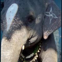 L'éléphant de Pondichery