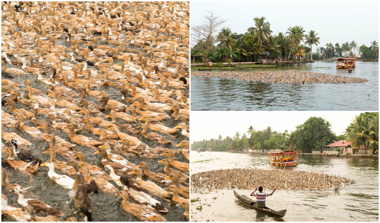 India Kerala collage (3)