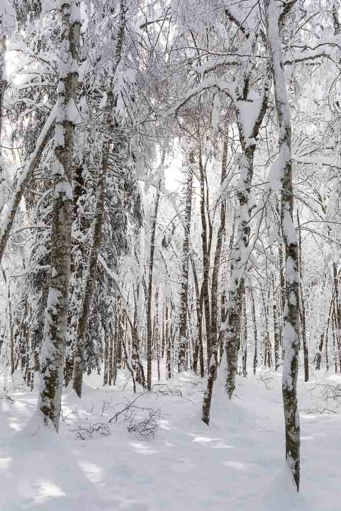 Randonnées hivernales Jura et Vercors