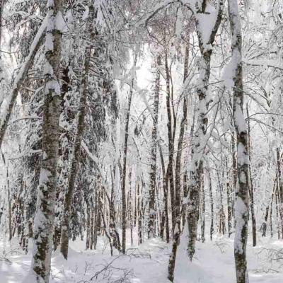 Randonnées hivernales Jura et Vercors