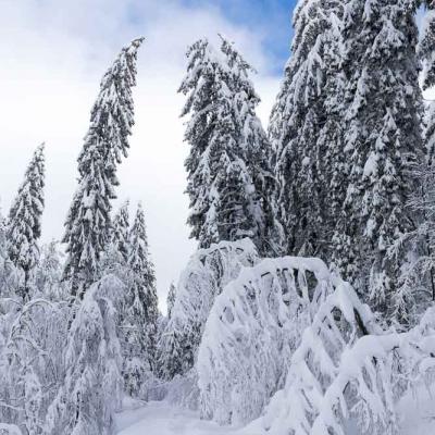 Randonnées hivernales Jura et Vercors
