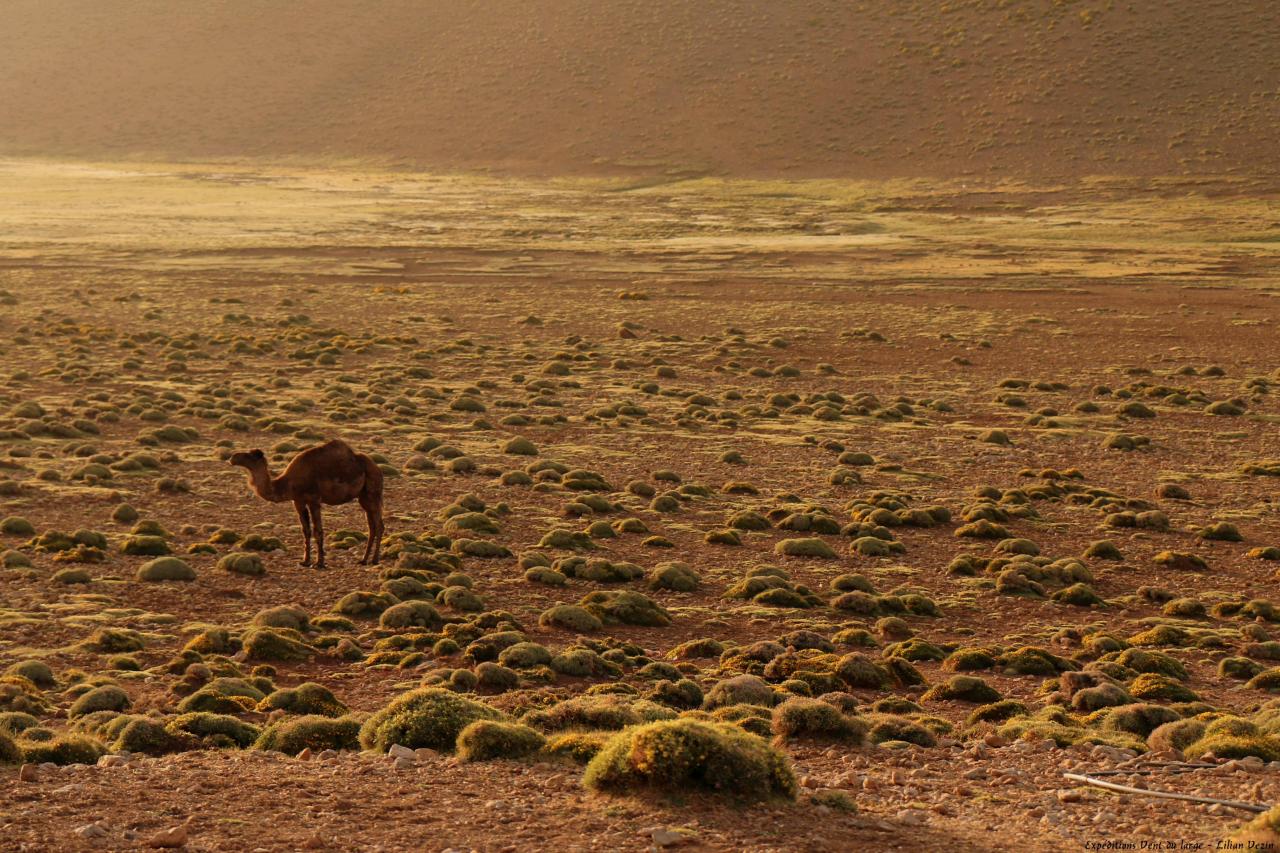 Maroc  (27)