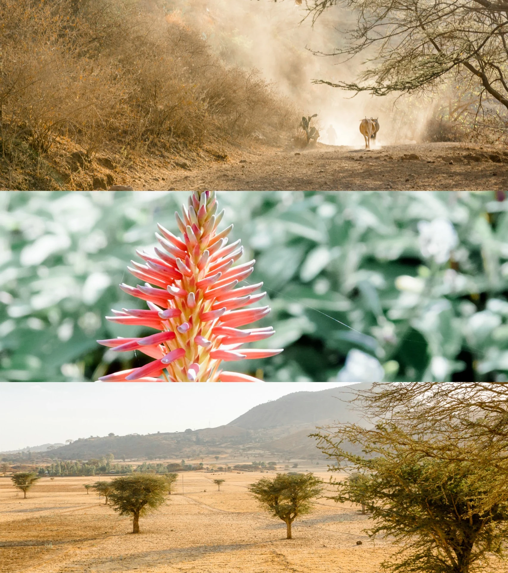 Abyssinie - Ethiopie 