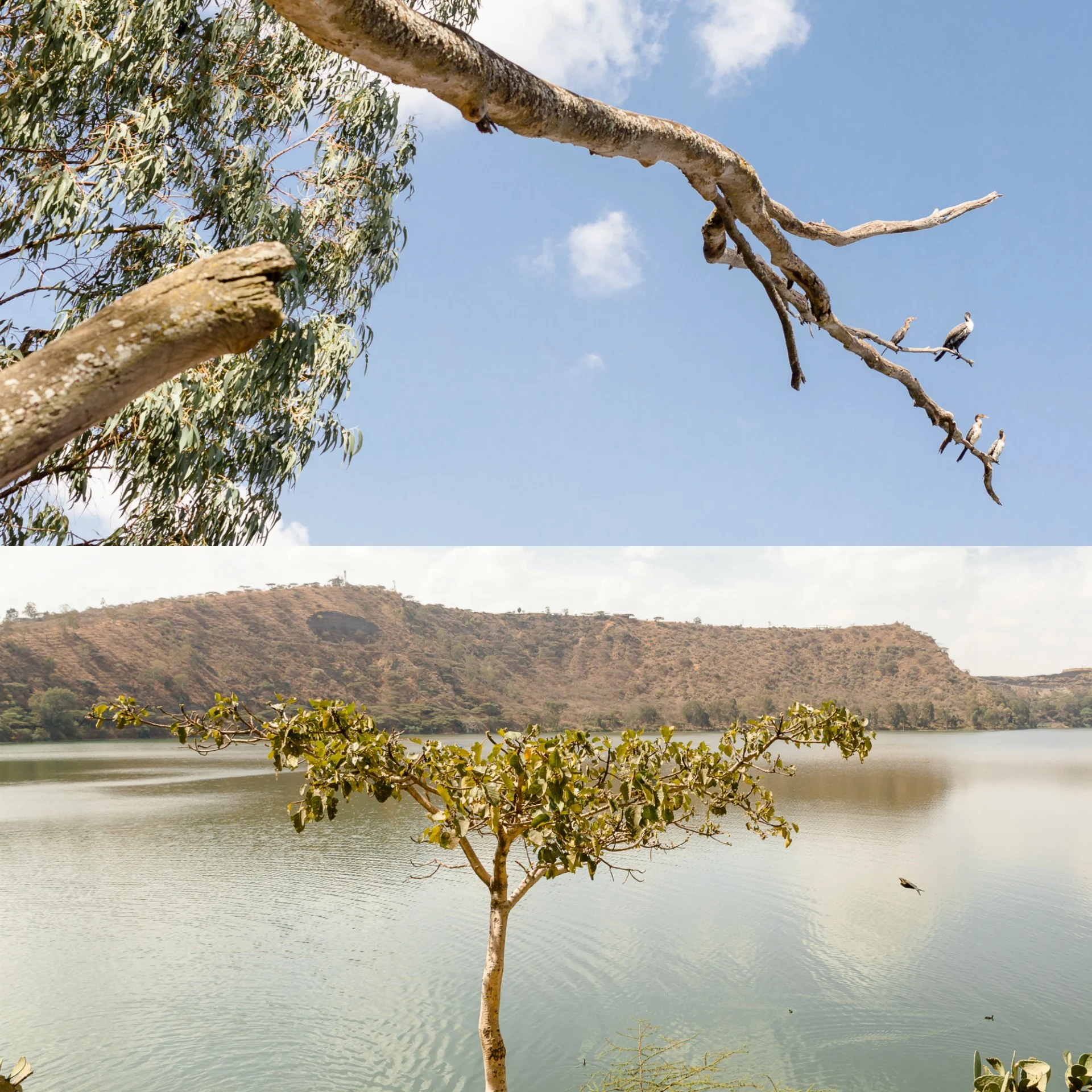 Abyssinie - Ethiopie 